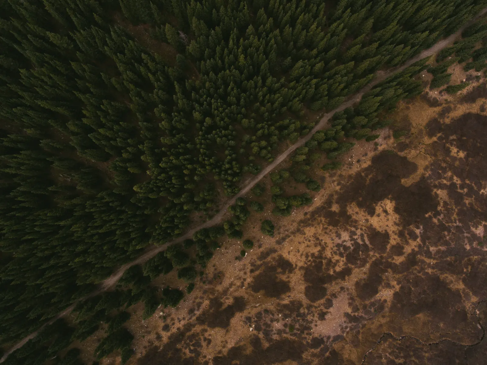 Aerial view of dark conifers ending at brown open ground